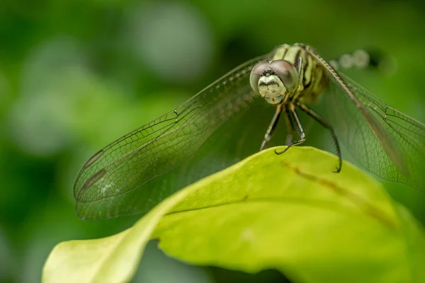 一只绿色蜻蜓 叶顶有黑色条纹 绿叶的背景模糊不清 — 图库照片