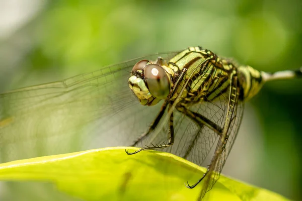 Green Dragonfly Black Stripes Perches Top Leaf Background Green Leaves — Stock Photo, Image