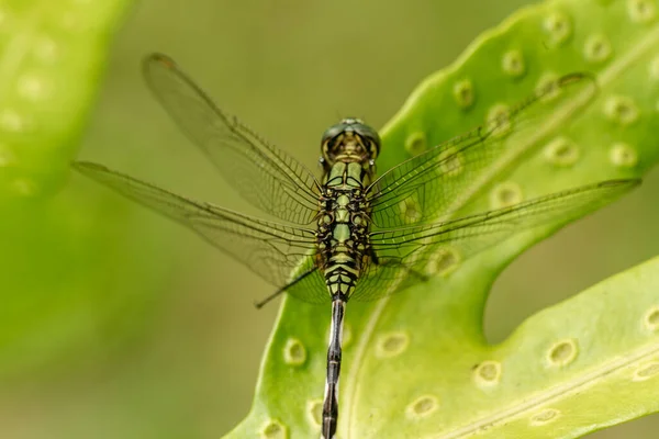 一只绿色蜻蜓 叶顶有黑色条纹 绿叶的背景模糊不清 — 图库照片