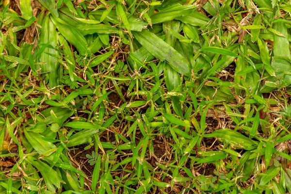 Φρέσκα Πράσινα Φυτά Χόρτου Που Χρησιμοποιούνται Για Παρασκήνιο Θέμα Φύση — Φωτογραφία Αρχείου