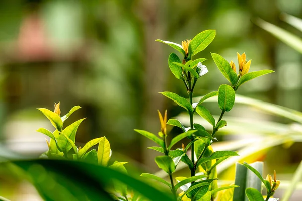 Sträucher Mit Grünen Blättern Einem Garten Verwendet Den Garten Schmücken — Stockfoto