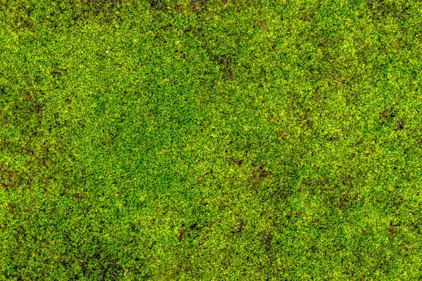 Plantas Hierba Verde Fresco Utilizado Para Fondo Con Tema Naturaleza —  Fotos de Stock