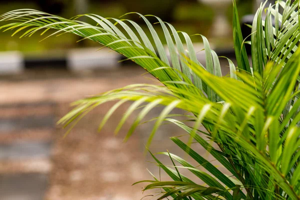 A clump of palm plants with thin, pointed green leaves, planted in an office garden as a natural conditioner and decoration, the concept of returning to nature
