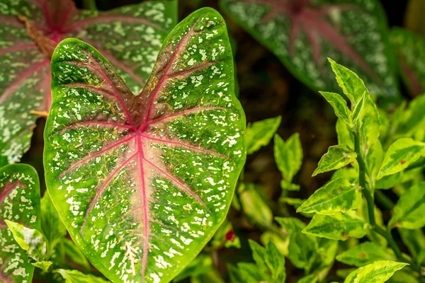 Renkli Yaprakları Olan Taro Yaprakları Bahçeyi Güzelleştirmek Saksıda Bitki Olarak — Stok fotoğraf