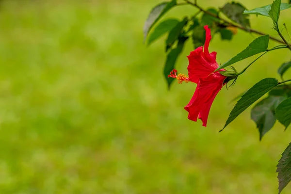 Shoeblackplant Flores Flor São Impressionantes Vermelho Atraindo Besouros Procura Mel — Fotografia de Stock