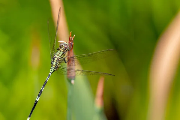 Uma Libélula Verde Com Listras Pretas Empoleiradas Botão Flor Íris — Fotografia de Stock