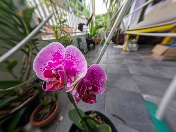 Orquídeas Púrpuras Floreciendo Creciendo Macetas Que Colocan Veranda Casa Para —  Fotos de Stock