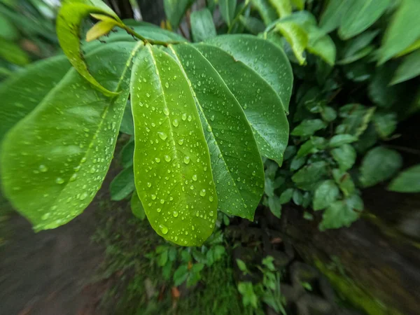 Φύλλα Του Ξινόδεντρου Είναι Ακόμα Μικρά Και Υγρά Από Βροχή — Φωτογραφία Αρχείου