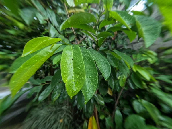 Listy Ovocného Stromu Jsou Stále Mladé Mokré Deštěm Tato Rostlina — Stock fotografie
