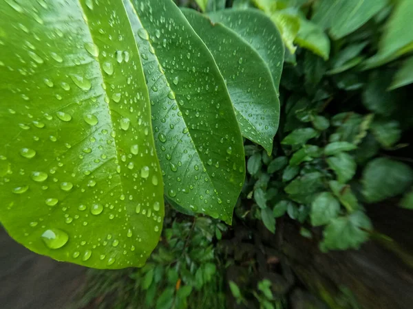 Les Feuilles Arbre Fruitier Soursop Sont Encore Jeunes Humides Par — Photo