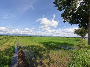 Gündüz pirinç tarlalarının görüntüsü mavi gökyüzü ve beyaz bulutlar arka planda, kırsal bölgede güneşli bir gün