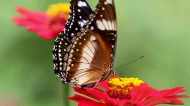 Siyah, kahverengi ve beyaz renkli kelebek kombinasyonu kırmızı zinnia çiçeğinde bal arıyor, bulanık yeşil yapraklar arka planda