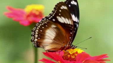 Siyah, kahverengi ve beyaz renkli kelebek kombinasyonu kırmızı zinnia çiçeğinde bal arıyor, bulanık yeşil yapraklar arka planda