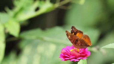 Kahverengi kelebek pembe zinnia çiçeğinin üzerinde bal arıyor, bulanık yeşil yapraklar arka planda