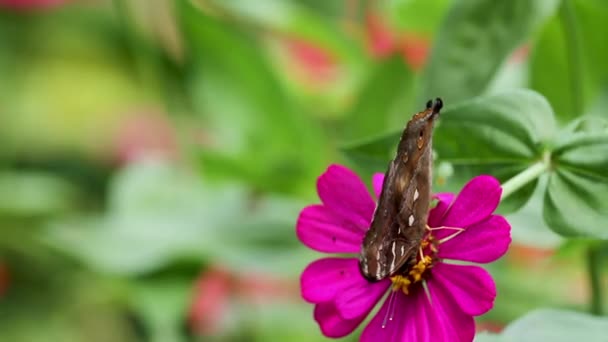 Braune Schmetterling Auf Der Suche Nach Honig Auf Rosa Zinnia — Stockvideo
