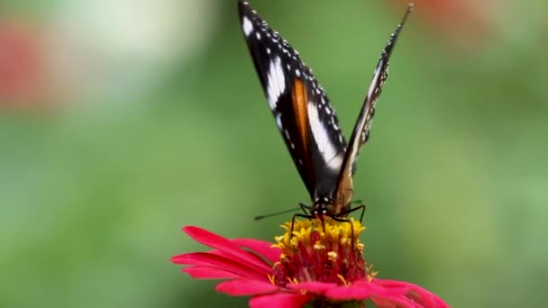 白のカラフルな蝶の組み合わせは 赤の亜鉛の花で蜂蜜を探して ぼやけた緑の葉の背景 — ストック動画
