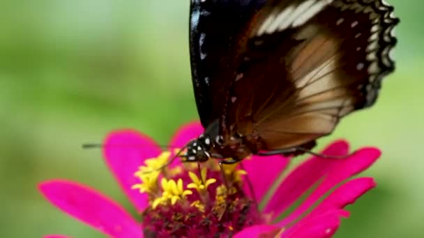 Barevné Motýl Kombinace Černé Hnědé Bílé Hledají Med Červeném Zinečnatém — Stock video