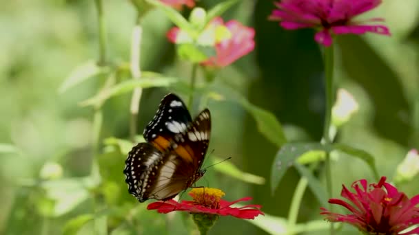 Kolorowe Połączenie Motyli Czarny Brązowy Biały Szuka Miodu Czerwonym Kwiat — Wideo stockowe