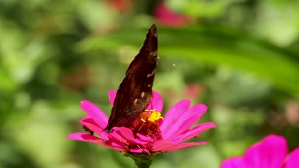 Farfalla Marrone Cerca Miele Rosa Zinnia Fiore Sfocato Verde Foglie — Video Stock