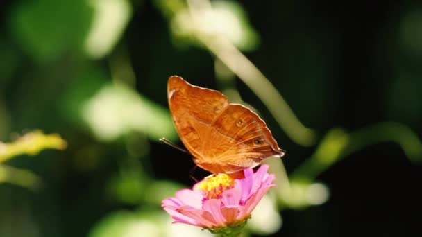 ブラウン蝶はピンクジニアの花で蜂蜜を探しています ぼやけた緑の葉の背景 — ストック動画