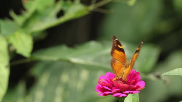 Kahverengi Kelebek Pembe Zinnia Çiçeğinin Üzerinde Bal Arıyor Bulanık Yeşil — Stok video