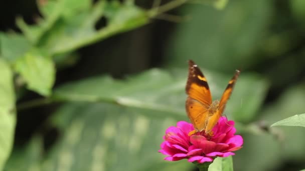 Mariposa Marrón Buscando Miel Flor Zinnia Rosa Fondo Hojas Verdes — Vídeo de stock