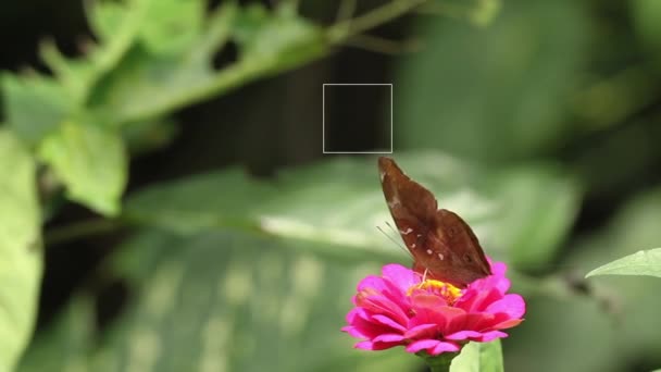 褐色蝴蝶在粉红色的紫罗兰花上寻找蜂蜜 模糊的绿叶背景 — 图库视频影像