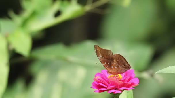 Kahverengi Kelebek Pembe Zinnia Çiçeğinin Üzerinde Bal Arıyor Bulanık Yeşil — Stok video