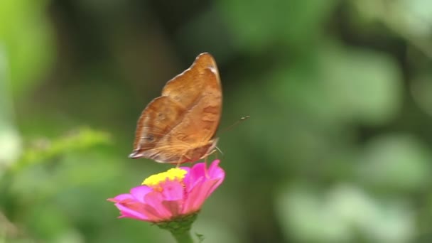 Kahverengi Kelebek Pembe Zinnia Çiçeğinin Üzerinde Bal Arıyor Bulanık Yeşil — Stok video