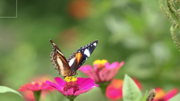 Siyah Kahverengi Beyaz Renkli Kelebek Kombinasyonu Kırmızı Zinnia Çiçeğinde Bal — Stok video