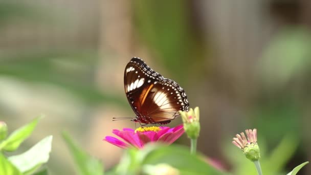 五彩斑斓的蝴蝶 由黑色 棕色和白色组合成 在红色的紫罗兰花上寻找蜂蜜 模糊的绿叶背景 — 图库视频影像