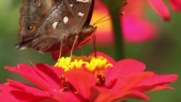 褐色蝴蝶的舌头伸出来 在粉红色的紫丁香花上寻找蜂蜜 黄色的花雌蕊 紧闭蝴蝶的脸 — 图库视频影像
