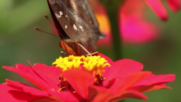 ブラウン蝶の舌はピンクジニアの花 黄色の花の雌しべ 蝶の顔の終わりに蜂蜜を探して突き出しています — ストック動画