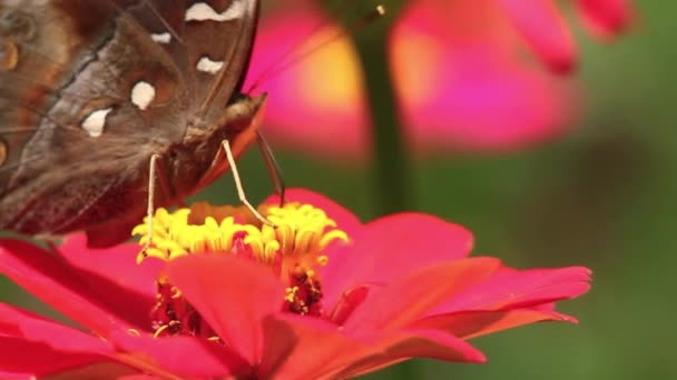 Hnědý Motýlí Jazyk Vyčnívá Hledá Med Růžové Zinkové Květince Žluté — Stock video