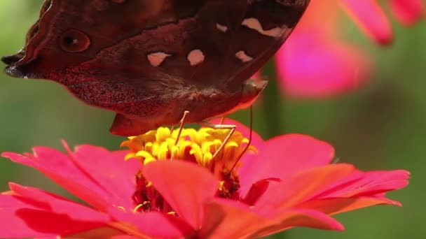 Die Zunge Des Braunen Schmetterlings Ragt Auf Der Suche Nach — Stockvideo