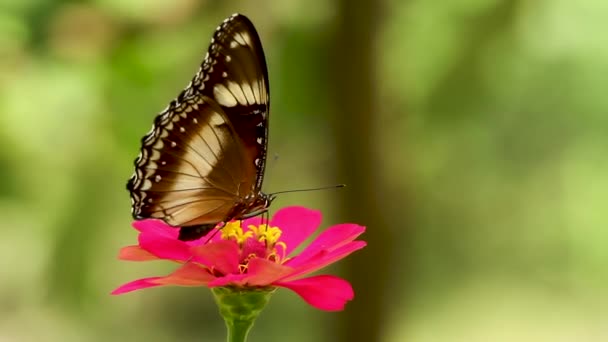 Colorida Combinación Mariposa Negro Marrón Blanco Busca Miel Flor Zinnia — Vídeos de Stock