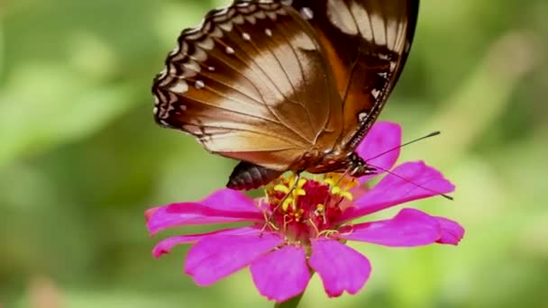 Colorful Butterfly Combination Black Brown White Butterfly Tongue Sticking Out — Stock Video