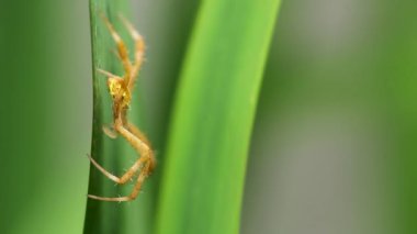 Sarı-kahverengi bir örümcek sarı bir iris yaprağının üzerinde sürünüyor, avlanıyor ve yuva yapıyor.