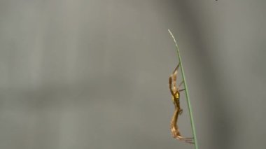 Sarı-kahverengi bir örümcek sarı bir iris yaprağının üzerinde sürünüyor, avlanıyor ve yuva yapıyor.