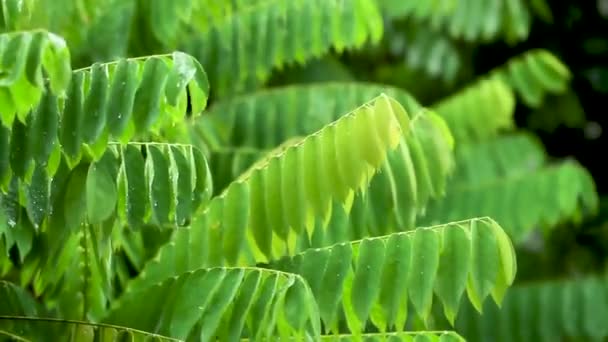 Zielone Liściaste Szczyty Drzew Bilimbi Deszczowe Kołysząc Się Wietrze Mokre — Wideo stockowe