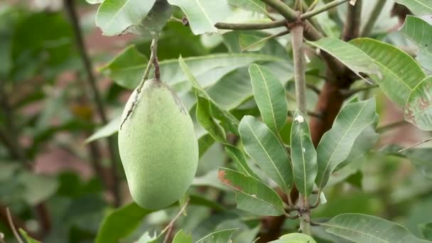 Mango Frukt Som Ganska Gammal Hänger Grenen Redo Att Skördas — Stockvideo