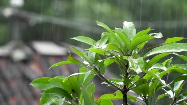 Toppen Mangoträden Översvämmades Kraftigt Regn Bladskotten Såg Ofullständiga Och Blev — Stockvideo