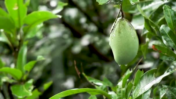 Fruta Manga Pendurada Galho Árvore Estava Encharcada Chuva Forte Balançada — Vídeo de Stock