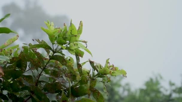 绿叶苹果树在雨中摇曳 叶芽被害虫吃掉 热带植物 — 图库视频影像