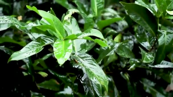 Green Leafed Apple Rose Tree Tops Rain Swaying Wind Wet — Stock Video