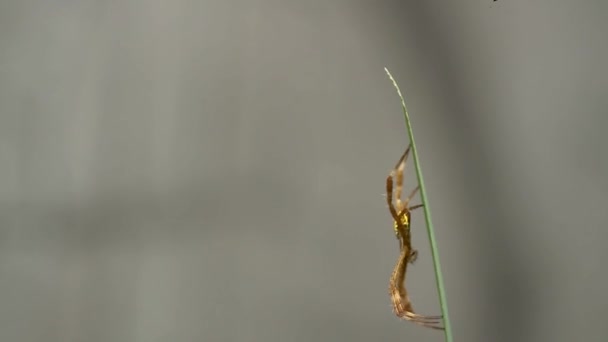 Sarı Kahverengi Bir Örümcek Sarı Bir Iris Yaprağının Üzerinde Sürünüyor — Stok video
