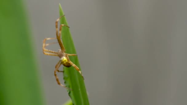 Eine Gelb Braune Spinne Krabbelt Auf Einem Gelben Irisblatt Jagt — Stockvideo