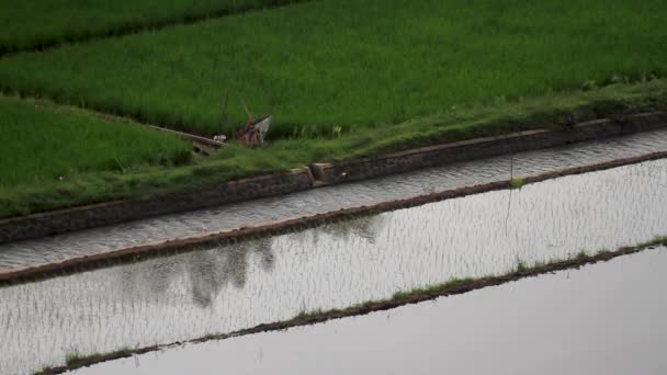 Rijstvelden Beplant Met Nieuw Geteelde Rijst Hebben Groene Bladeren Verdeeld — Stockvideo