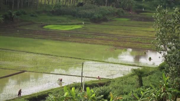 Rijstvelden Beplant Met Nieuw Geteelde Rijst Hebben Groene Bladeren Daarnaast — Stockvideo