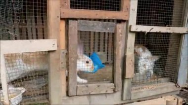 İçinde bir çift tavşan, Endonezya kırsalında amatör çiftlik hayvanı çiftliği olan bir kafes, toplumun dış mahallelerinde yaşam.